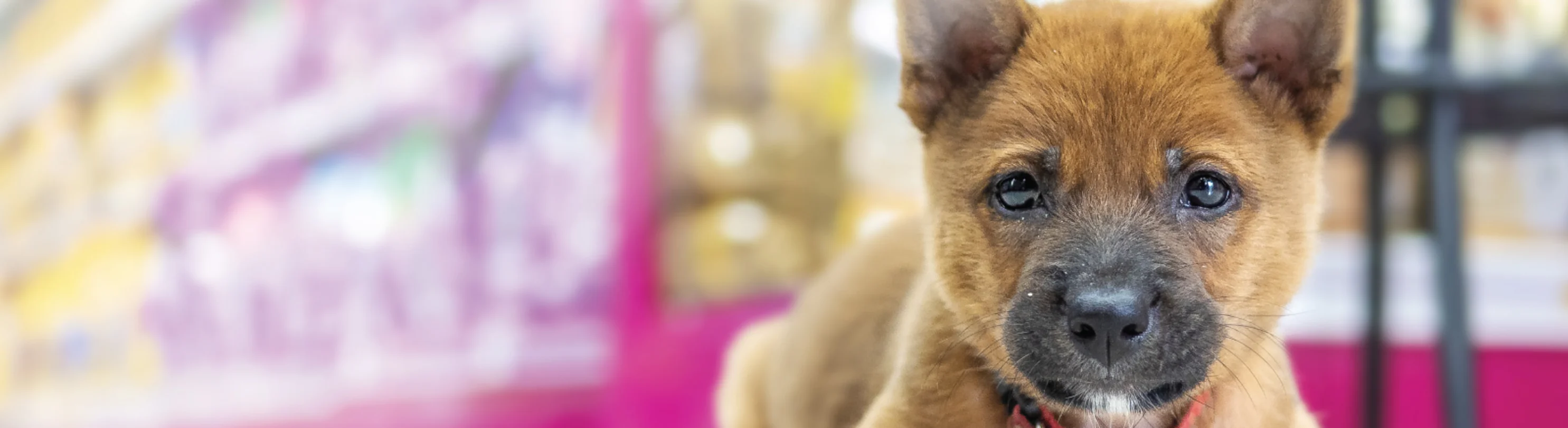 Small puppy sitting on floor of pharmacy with pink shelving and pet food and medication in the background.